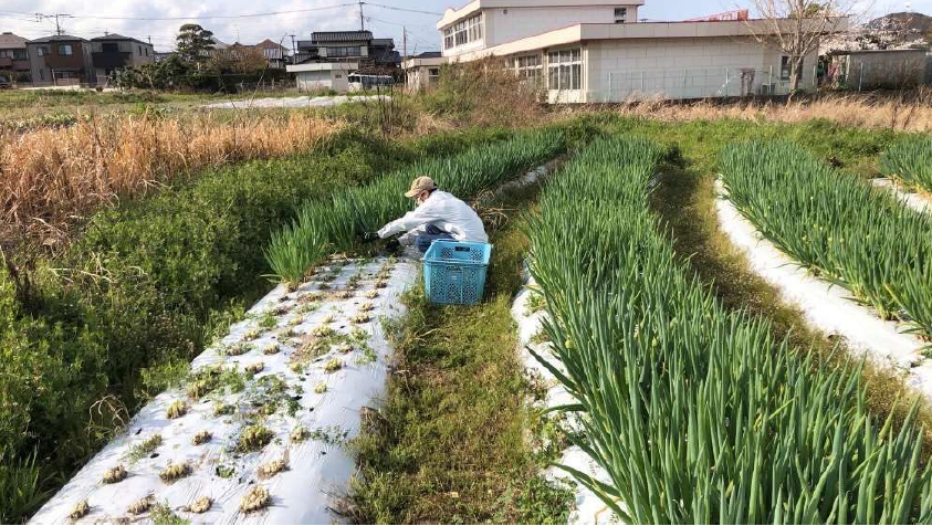 収穫作業の様子