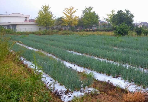 耕作放棄地を再生したネギ畑の写真
