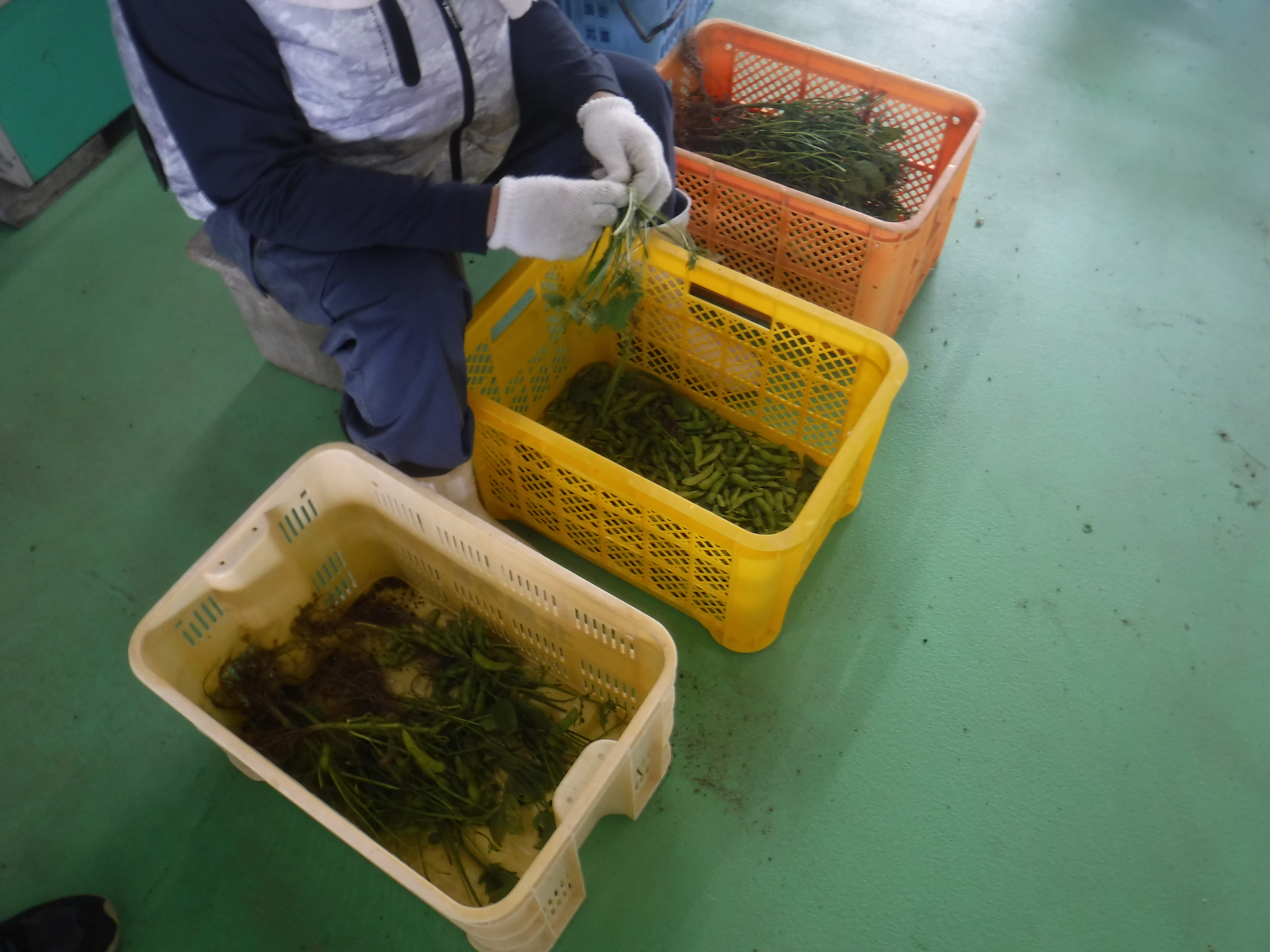 ちぎり作業の様子