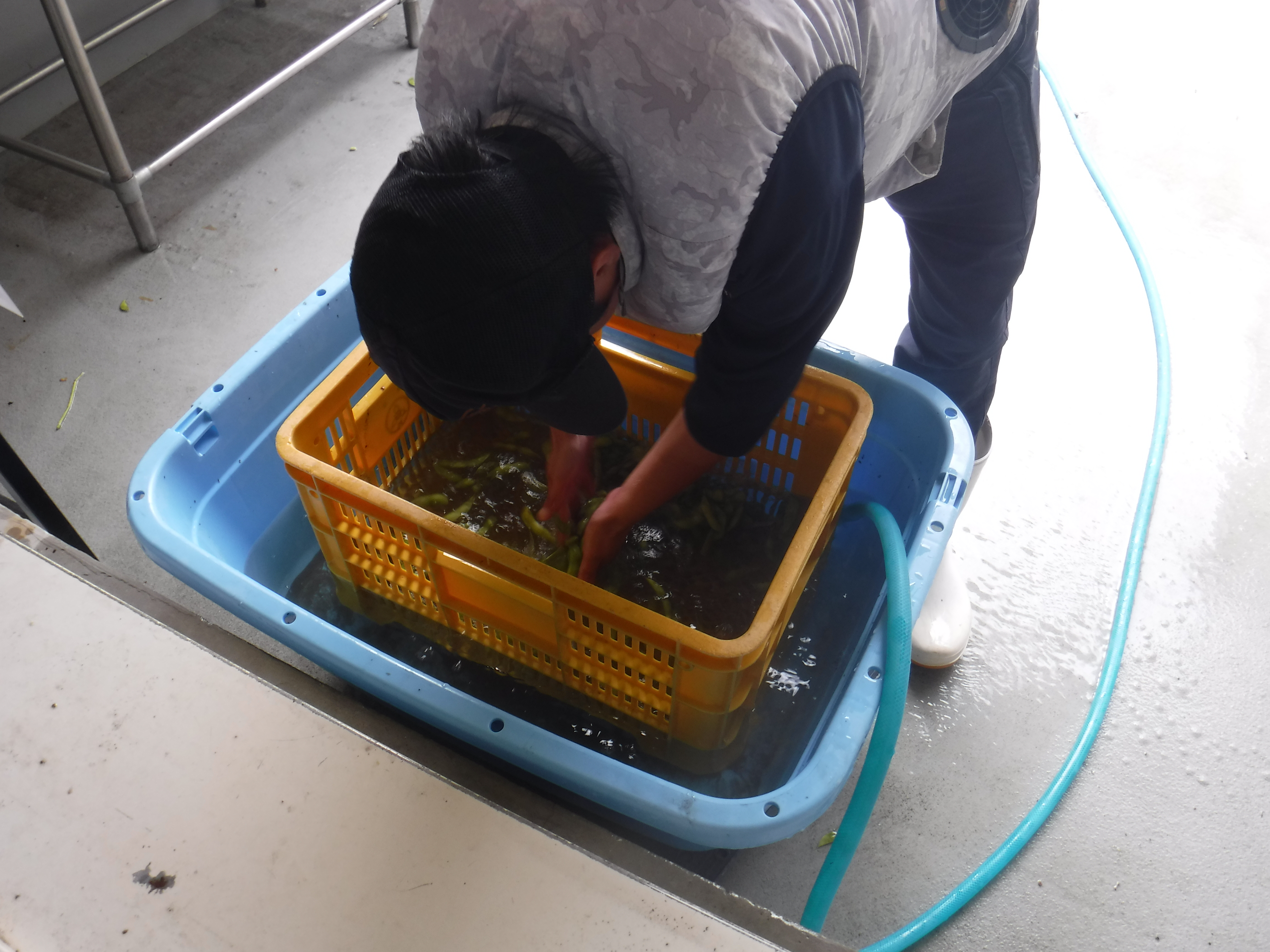 洗浄作業の様子