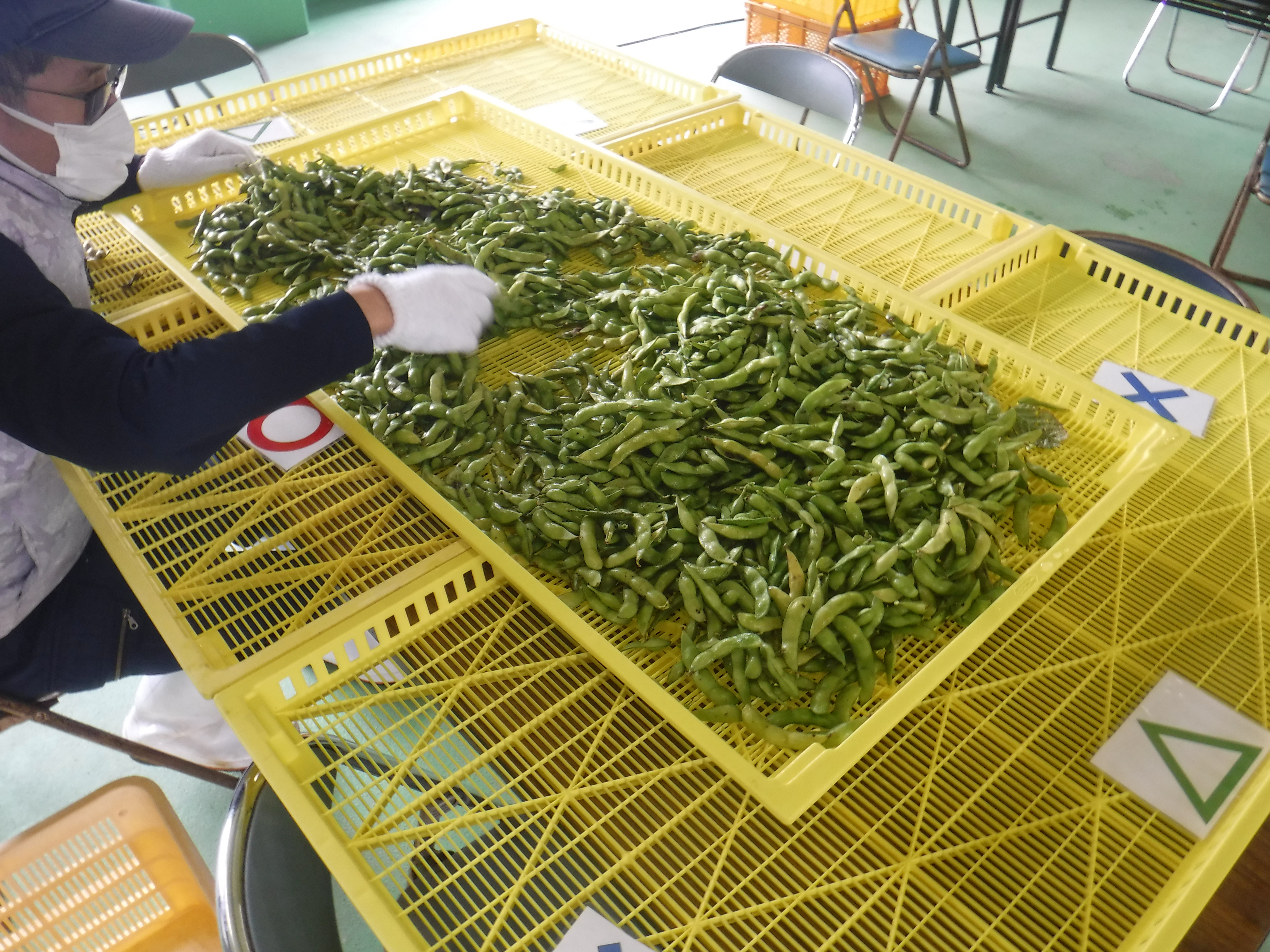 選別作業の様子