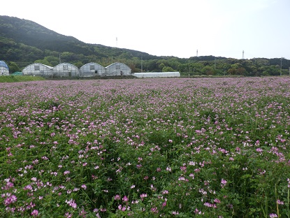 レンゲ畑の画像