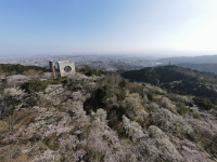 春の桜と展望台の写真
