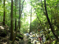 夏の水の森の写真