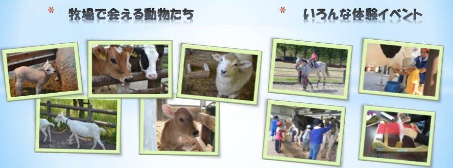 牧場で会える動物たちとイベントの様子の写真