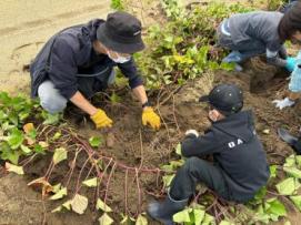 サツマイモの収穫体験をしている画像