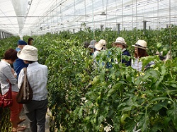市内産トマトの産地見学の写真