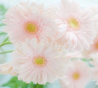 ガーベラの画像