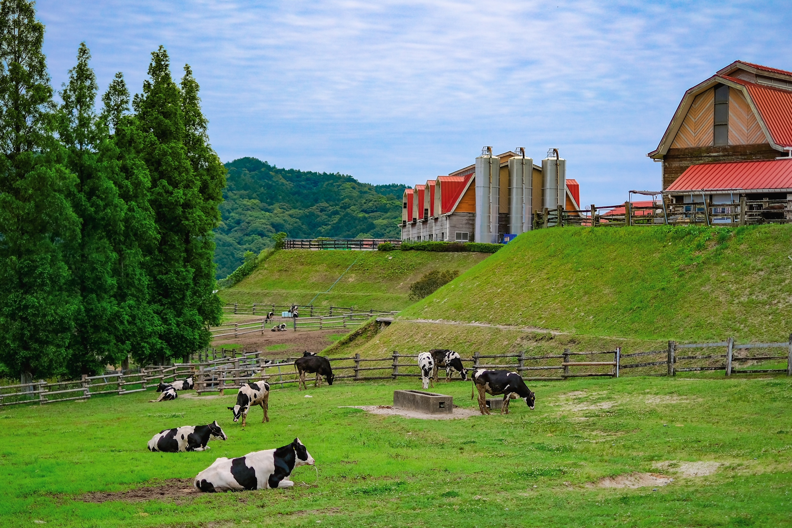 油山牧場の放牧状況の写真
