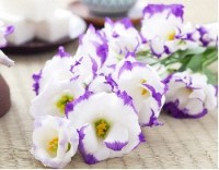 トルコギキョウの画像