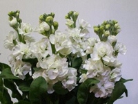 ストックの画像