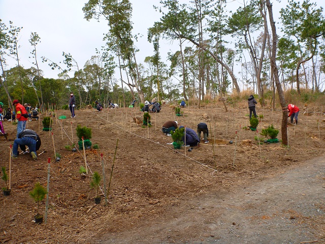 マツノザイセンチュウへの抵抗性が高い松の苗木を地域の団体が植林している様子