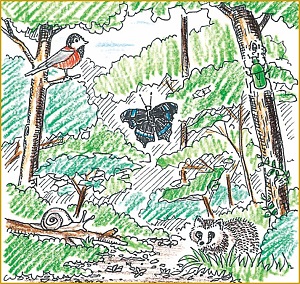 公的機能を発揮する豊かな森林のイメージイラスト