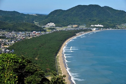 今津・大原海岸の松林