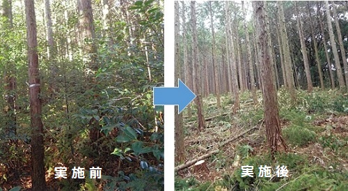 分収林の除伐、間伐の実施前と実施後を比較した写真
