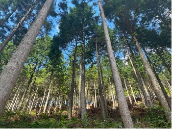 間伐を実施した森林の写真