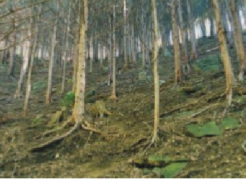 間伐を実施しなかった森林の写真