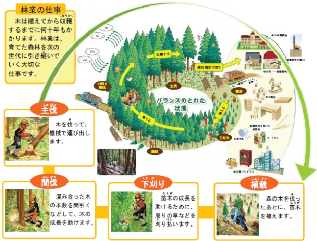 植栽から下刈り、間伐、主伐に至る林業のサイクル画像