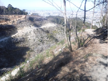 苗植え替え直後の写真