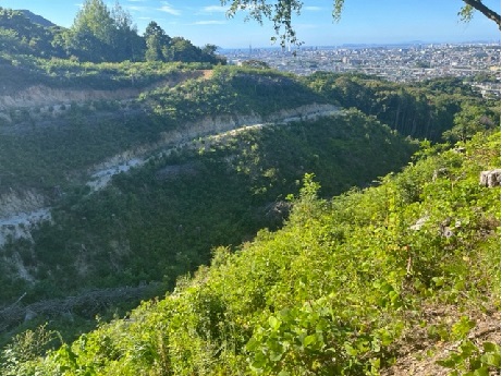 苗植え替えから2年後の写真