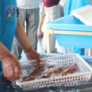 活きイカ販売の様子