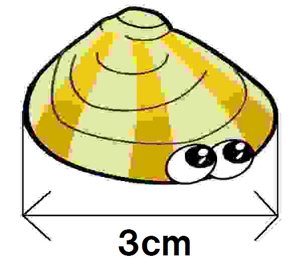 アサリイラスト