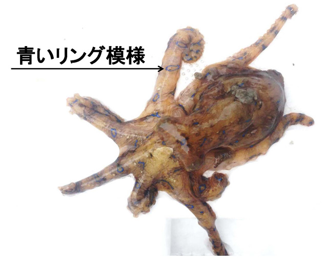 ヒョウモンダコの写真