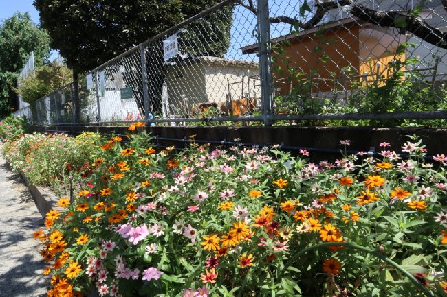 大原小学校脇の花壇