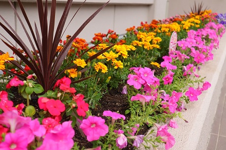 花壇の写真2
