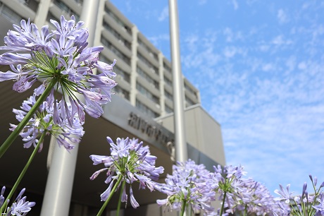 区庁舎の花壇の写真1