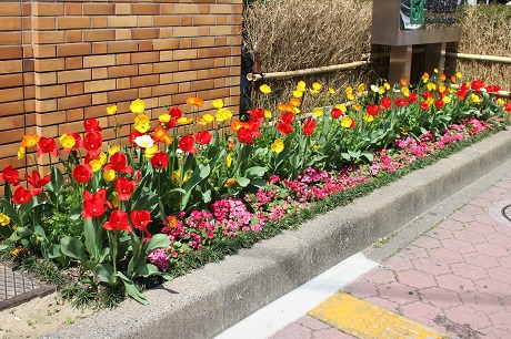 区庁舎の花壇の写真2