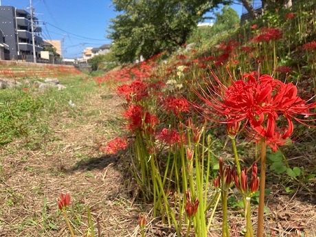 野芥ファイブの活動