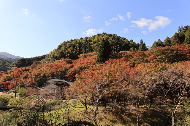 曲渕ダムパークの紅葉