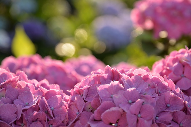 背景がぼんやりしていて，手前に赤紫のアジサイが見える写真
