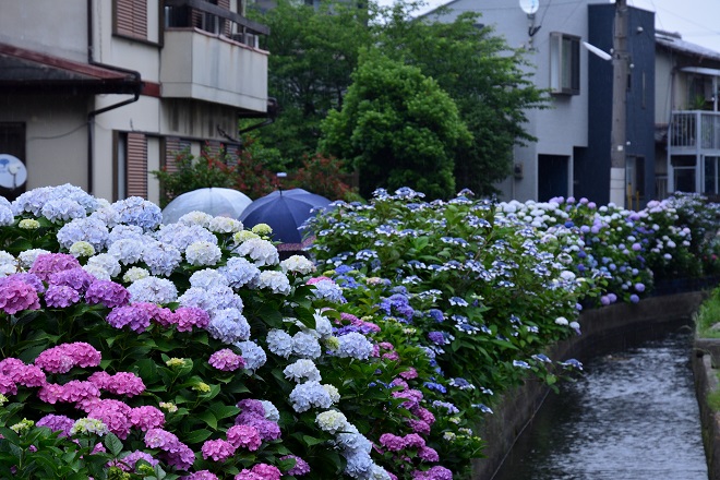 傘を持った人がアジサイのが立ち並んでいる後ろに見える，雨の日のあじさい通りの写真