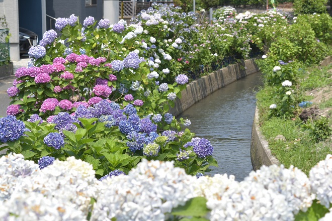 手前から奥まで，白，青，赤紫の色とりどりなアジサイが見えるあじさい通りの写真