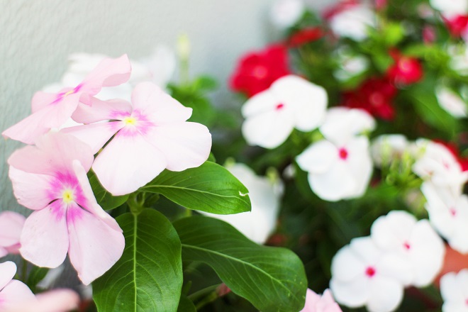 背景に白と赤のぼかした花が見える，ピンクの花にピントを合わせた写真