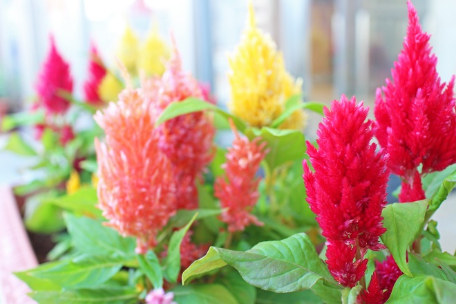 赤，オレンジ，黄のケイトウが並んで見える写真