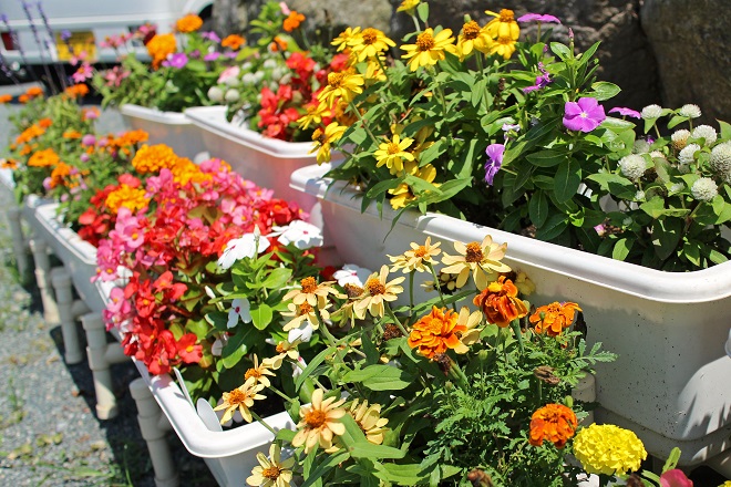 カラフルな花が咲くプランターが２段にずらりと並んでいる写真