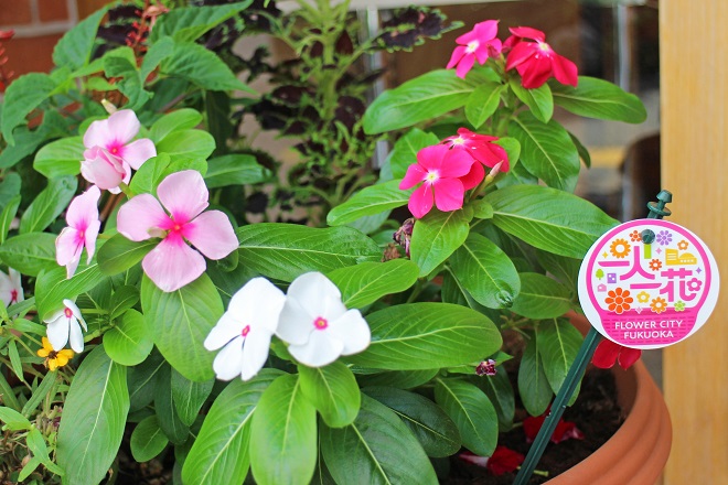 右に一人一花のロゴが見える，白やピンクの花が咲いている写真