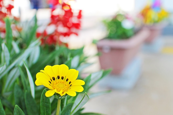 背景を強くぼかした，黄色い一輪の花にピントを合わせた写真