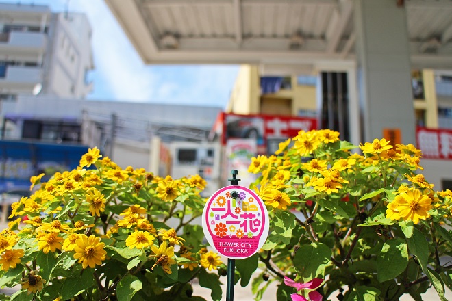 一人一花ロゴを中心に，左右で黄色い花がたくさん咲いている写真