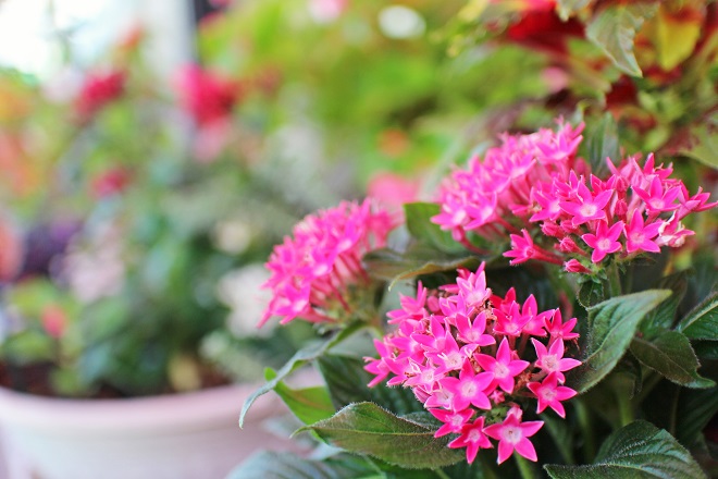 背景をぼかした，右側にピントの合ったピンクの小さい花がたくさん見える写真