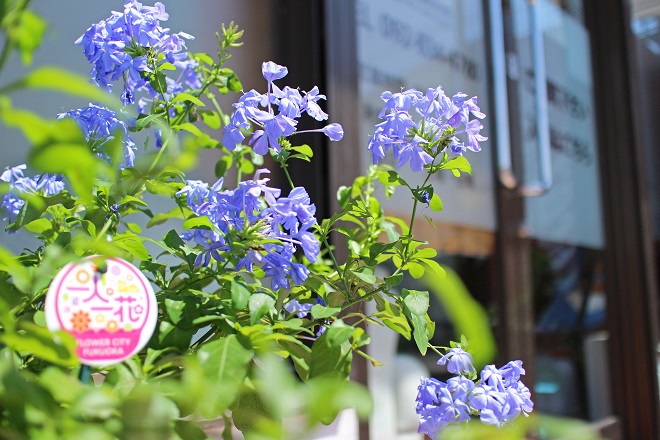 背景にぼかした入り口が見える，水色の花たちにピントが合った写真
