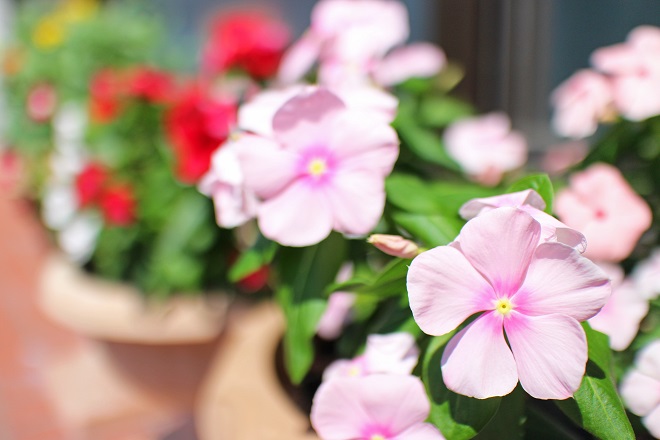 背景に赤，白，黄のぼかした花が見える，ピンクの花にピントを合わせた写真