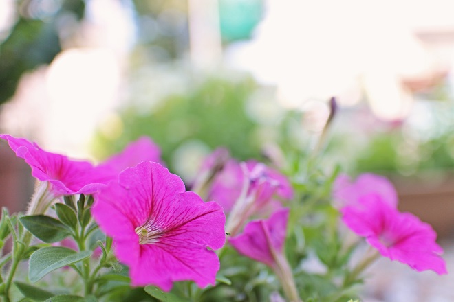 背景を強くぼかした鮮やかな紫のヒルガオの写真