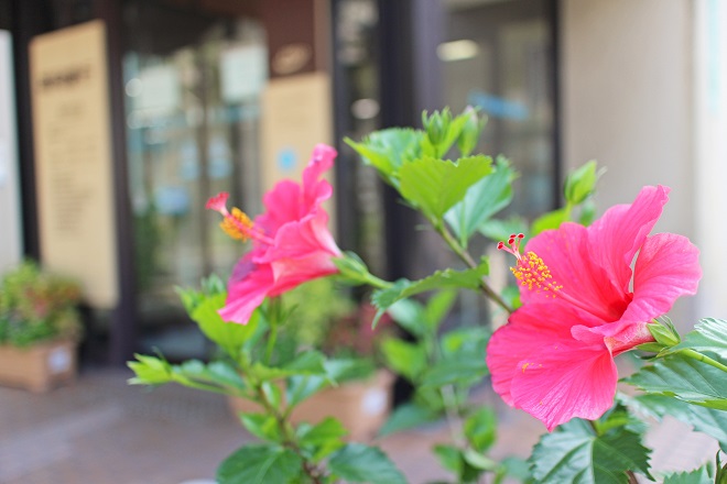 背景にぼかした店舗正面入り口の見える，ハイビスカスの写真