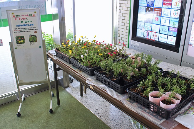 区役所書面玄関を入った左手に置かれた机に並ぶポーチュラカとローズマリーの苗の写真