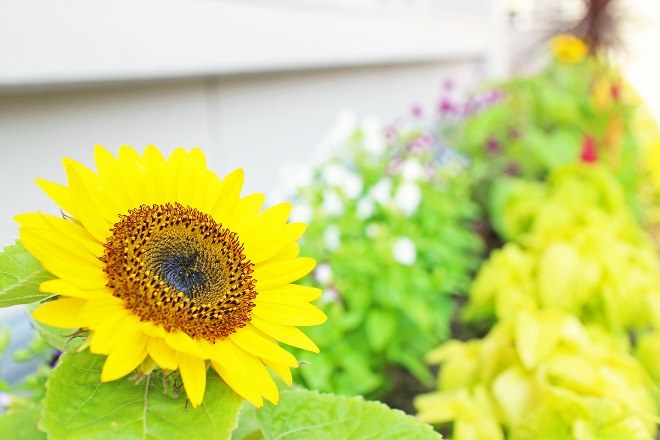 背景にぼかした花が奥まで並ぶ花壇が見える，ヒマワリの写真