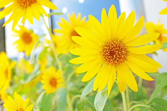 右側にピントの合ったヒマワリ，背景にぼけたヒマワリがたくさん見える写真